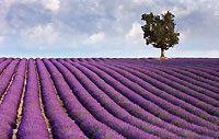 Pflanzenheilkraft: Lavendel ©Andreas Karelias - Fotolia